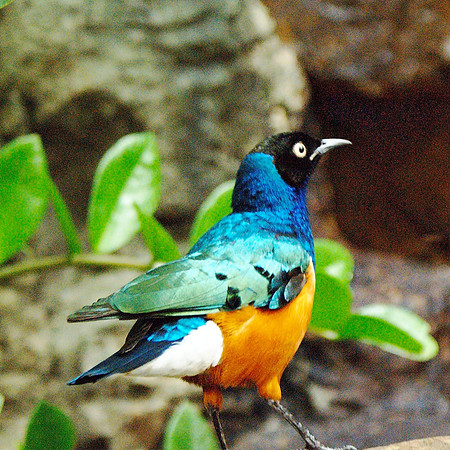Superb Starling