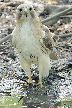 Pale Male