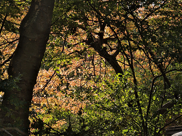 Light behind leaves
