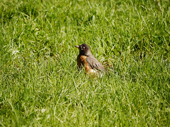 Robin, Central Park