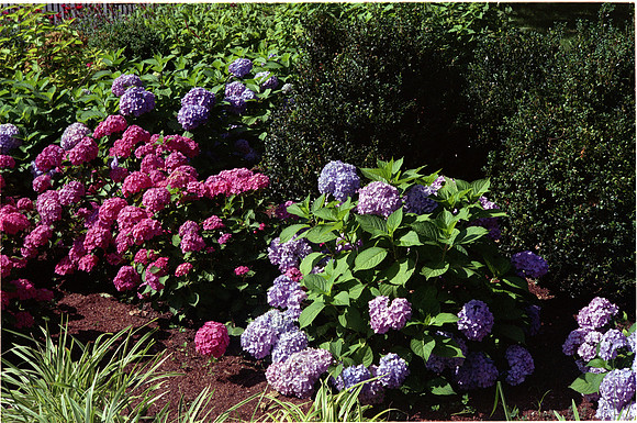 Hydrangeas, Theodore Roosevelt Park