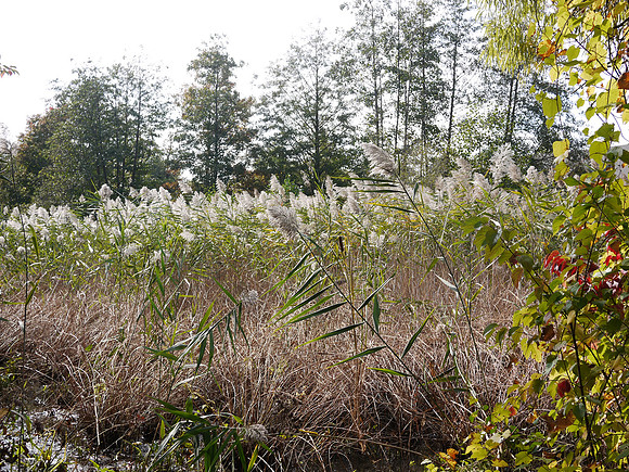 Reeds, NY Botanical Garden