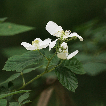 Deep in the shadows / under the tree canopy / white flowers huddle
