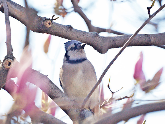 bluejay in magnolia tree