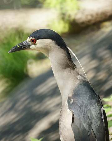 Black-Crowned Night Heron, Turtle Pond
