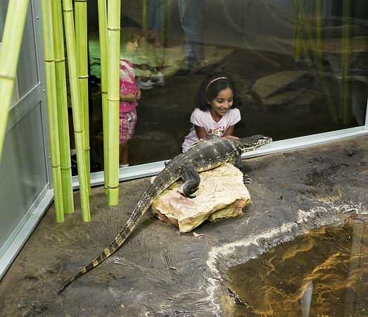 Watching the Water Monitor, American Museum of Natural History