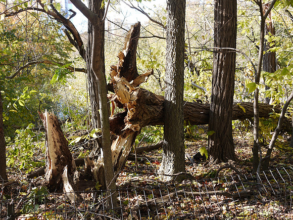 In Central Park after Hurricane Sandy