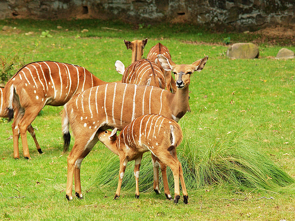 Nyala mother and calf, Bronx Zoo