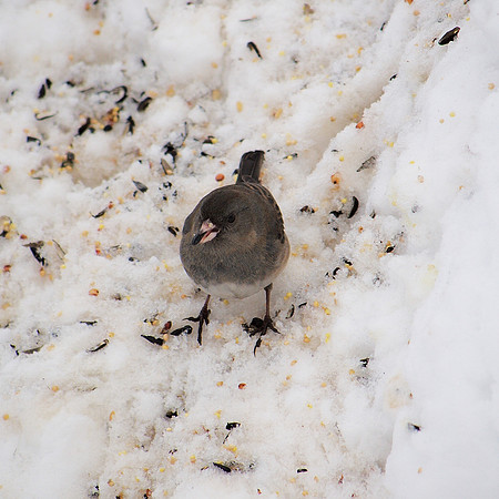 Junco, Central park