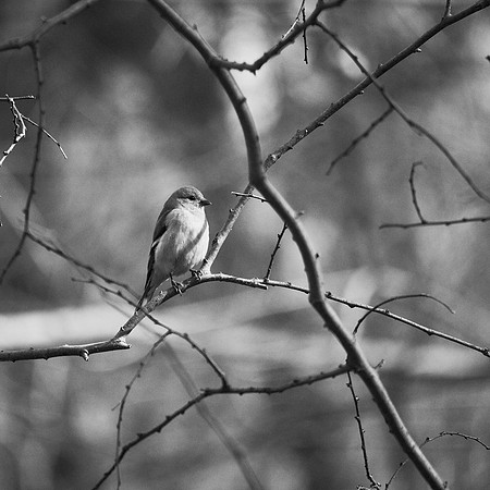 Goldfinch