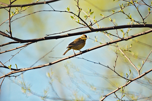 Palm Warbler