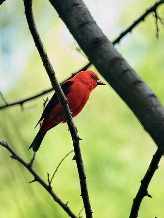 Scarlet Tanager, Central Park
