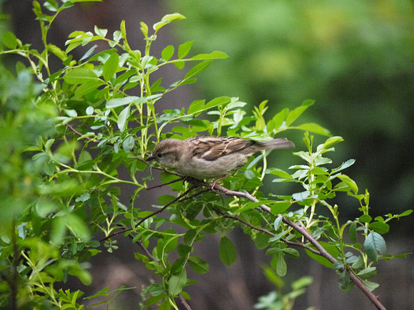 House Sparrow, Central Park