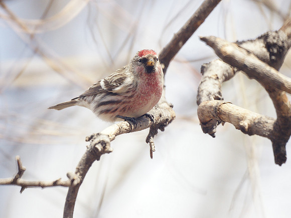 Common Redpoll, Central Park