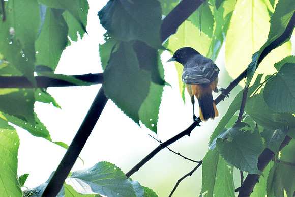 Baltimore Oriole, Central Park