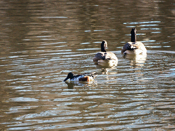 Shoveler and Canada Geese