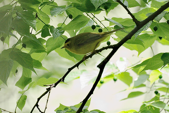 Wilson's Warbler, Central Park