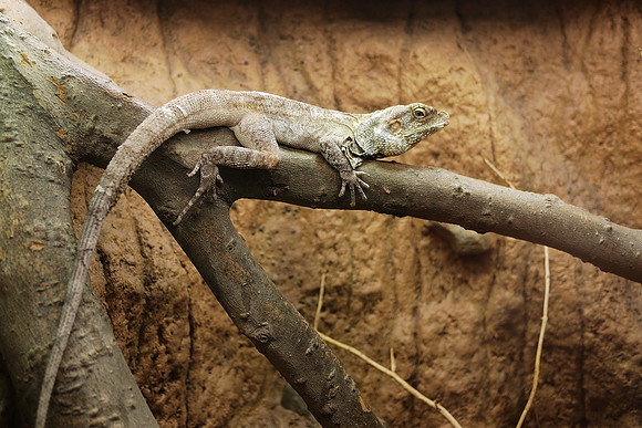 Frilled Lizard