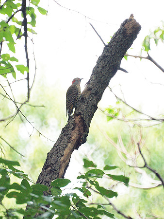 Flicker, Central Park