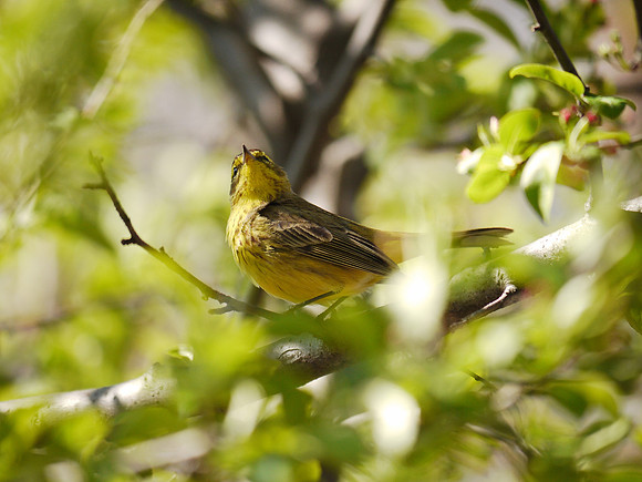 Palm Warbler, Central park