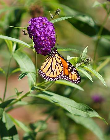 Monarch Butterfly