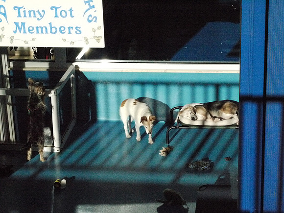 Dog day spa, Yorkville