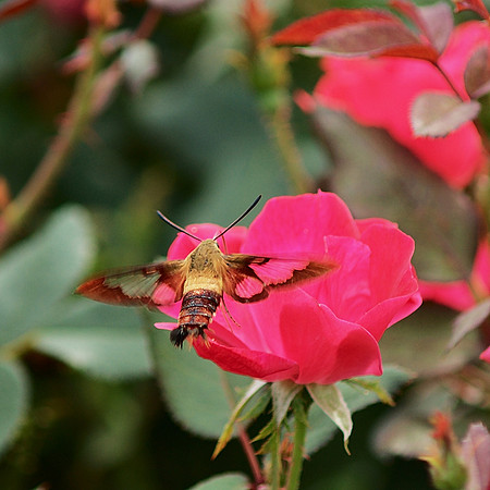 Hummingbird Moth