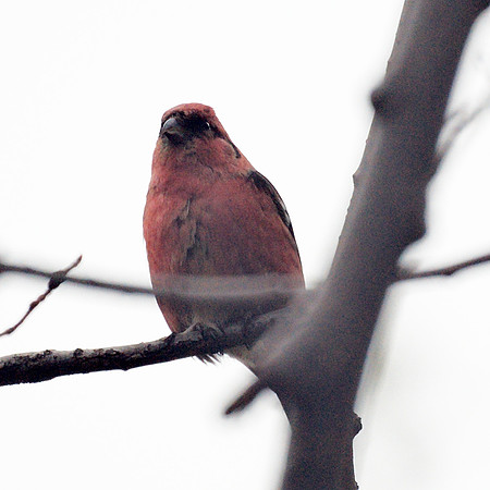 White-Winged Crossbill, Central Park