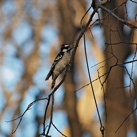 Downy Woodpecker