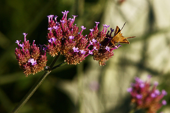 Skipper
