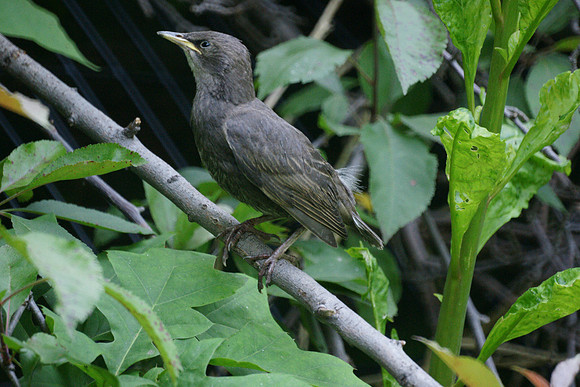 Baby Starling, Central Park