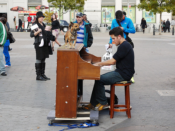 Pianist, dog, audience