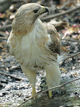 Pale Male