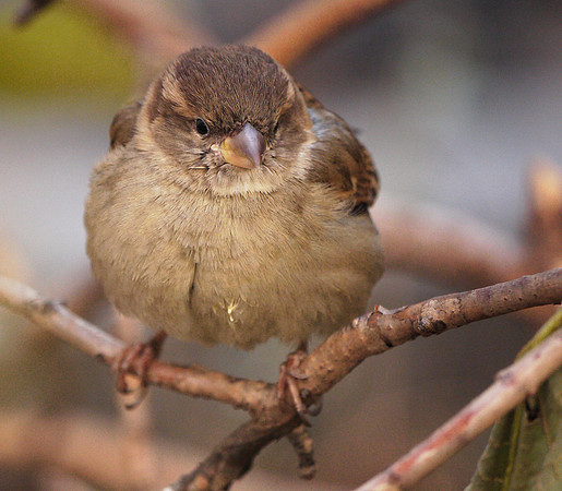 House Sparrow, Central Park