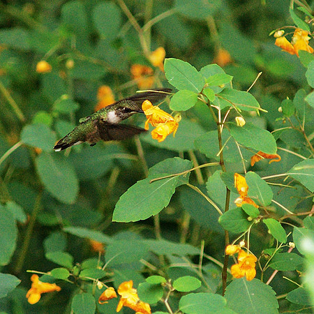 Ruby-Throated Hummingbird