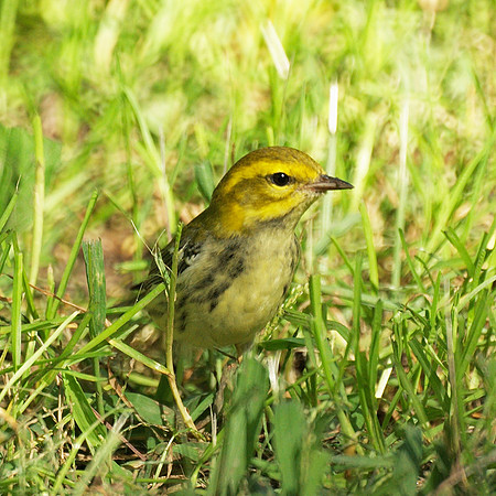 Black-Throated Green Warbler, Central Park