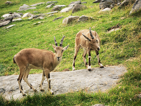 Curious Ibexes