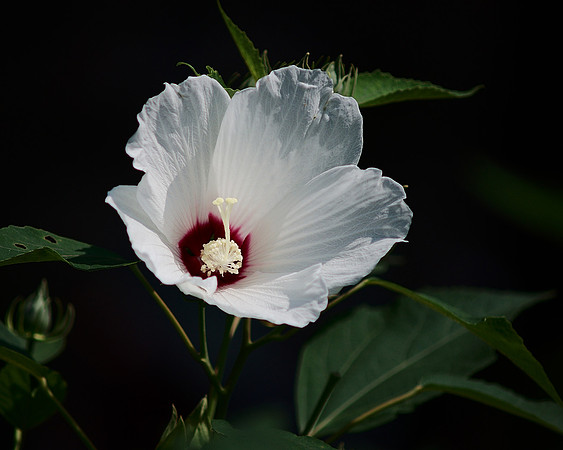 Hibiscus