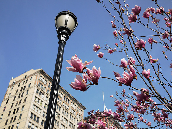 Magnolia blossoms, Union Square