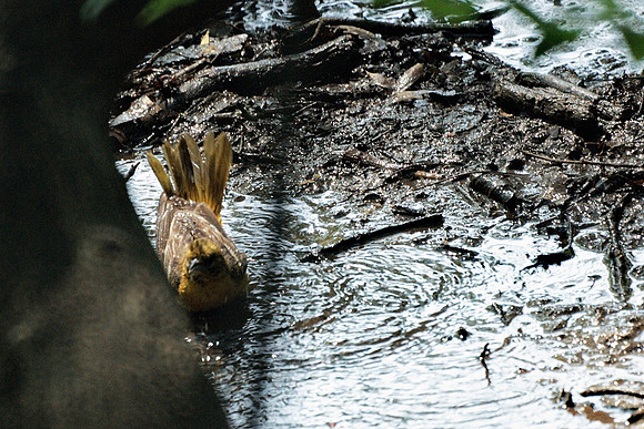 Baltimore Oriole bathing, Central Park