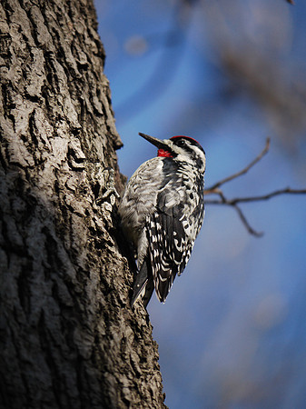 Very handsome sapsucker