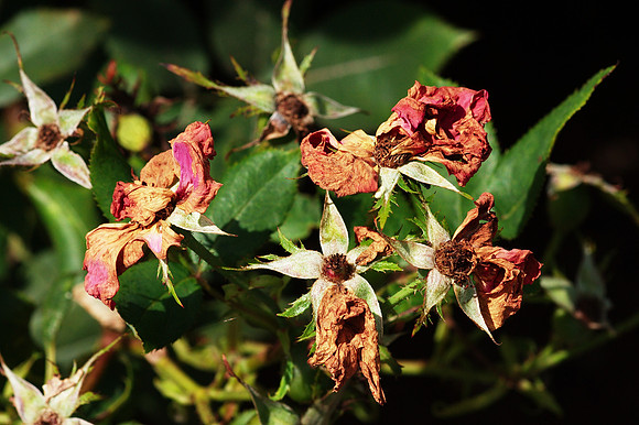 rose remains, Brooklyn Botanic Garden