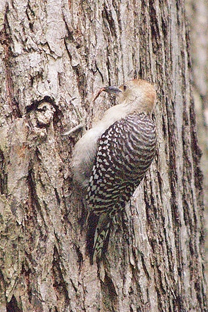 Red-Bellied Woodpecker, Theodore Roosevelt Park