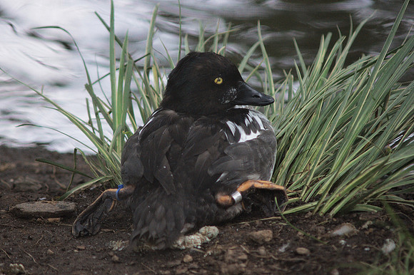Goldeneye Duck, Central Park Zoo