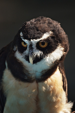 Spectacled Owl and Keeper