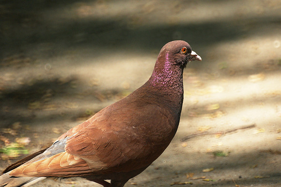 pigeon in the park