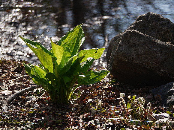 Skunk Cabbage, Central Park