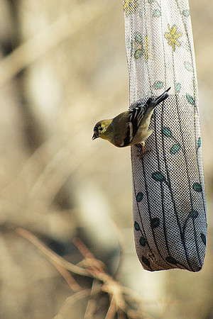 Goldfinch, Central Park