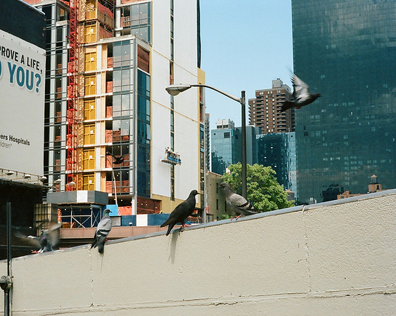 Pigeons, near the Lincoln Tunnel
