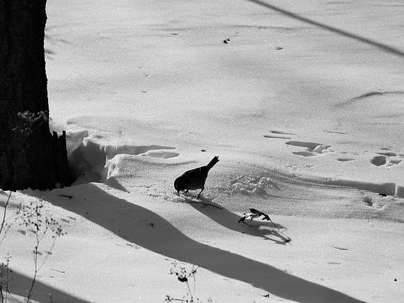 Sparrow, snow, shadows